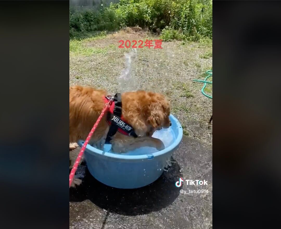 ゴールデンレトリーバー,動画