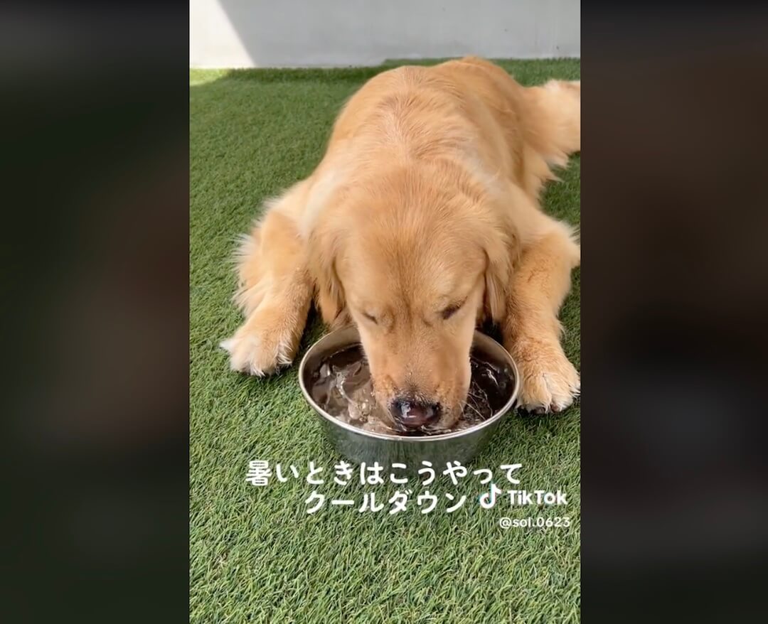 ゴールデンレトリーバー,動画