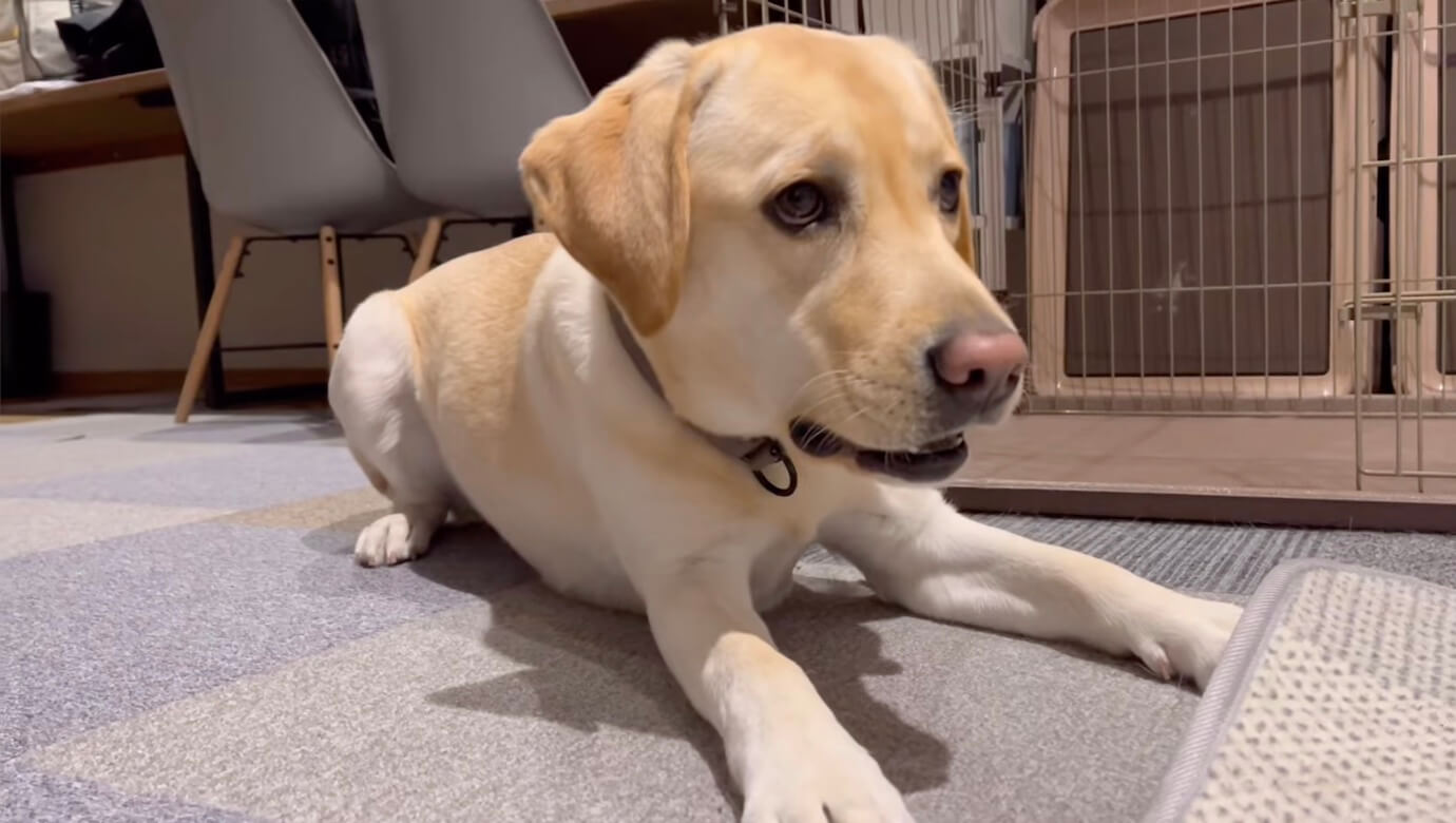 ラブラドールレトリーバー,動画