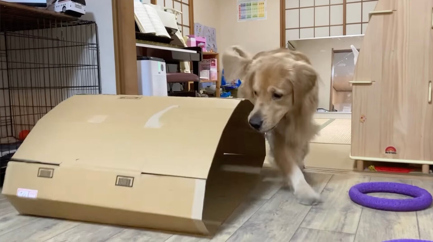 ゴールデンレトリーバー,動画