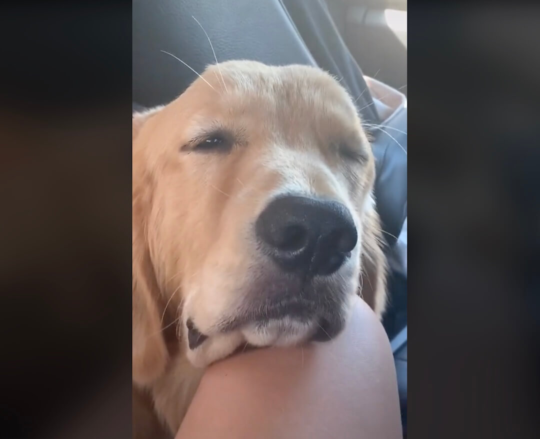 ゴールデンレトリーバー,動画