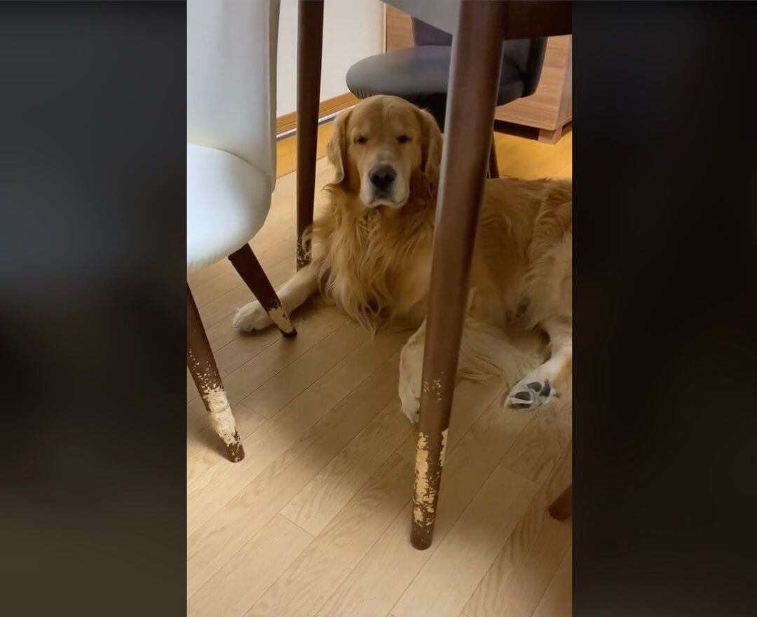 ゴールデンレトリーバー,動画