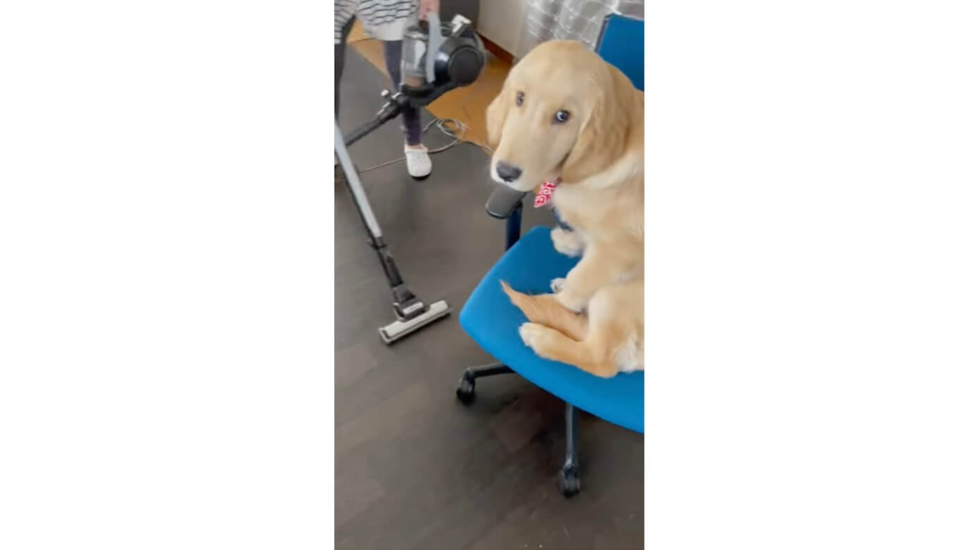 ゴールデンレトリーバー,動画