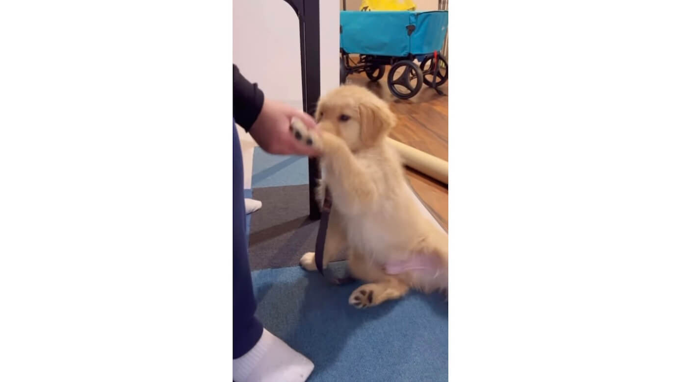 ゴールデンレトリーバー,動画