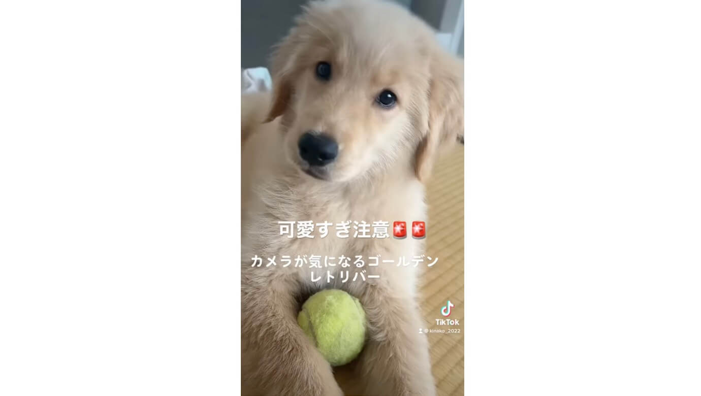 ゴールデンレトリーバー,動画