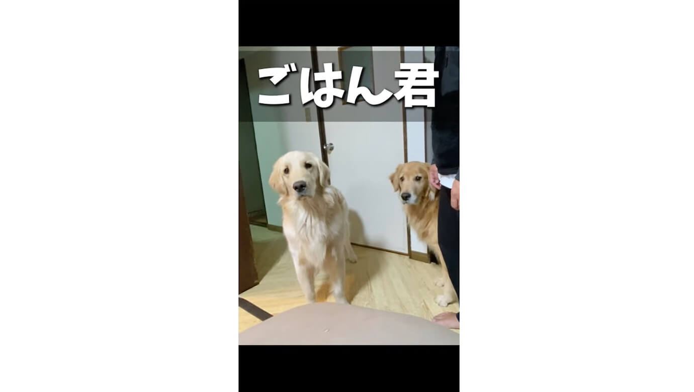 ゴールデンレトリーバー,動画