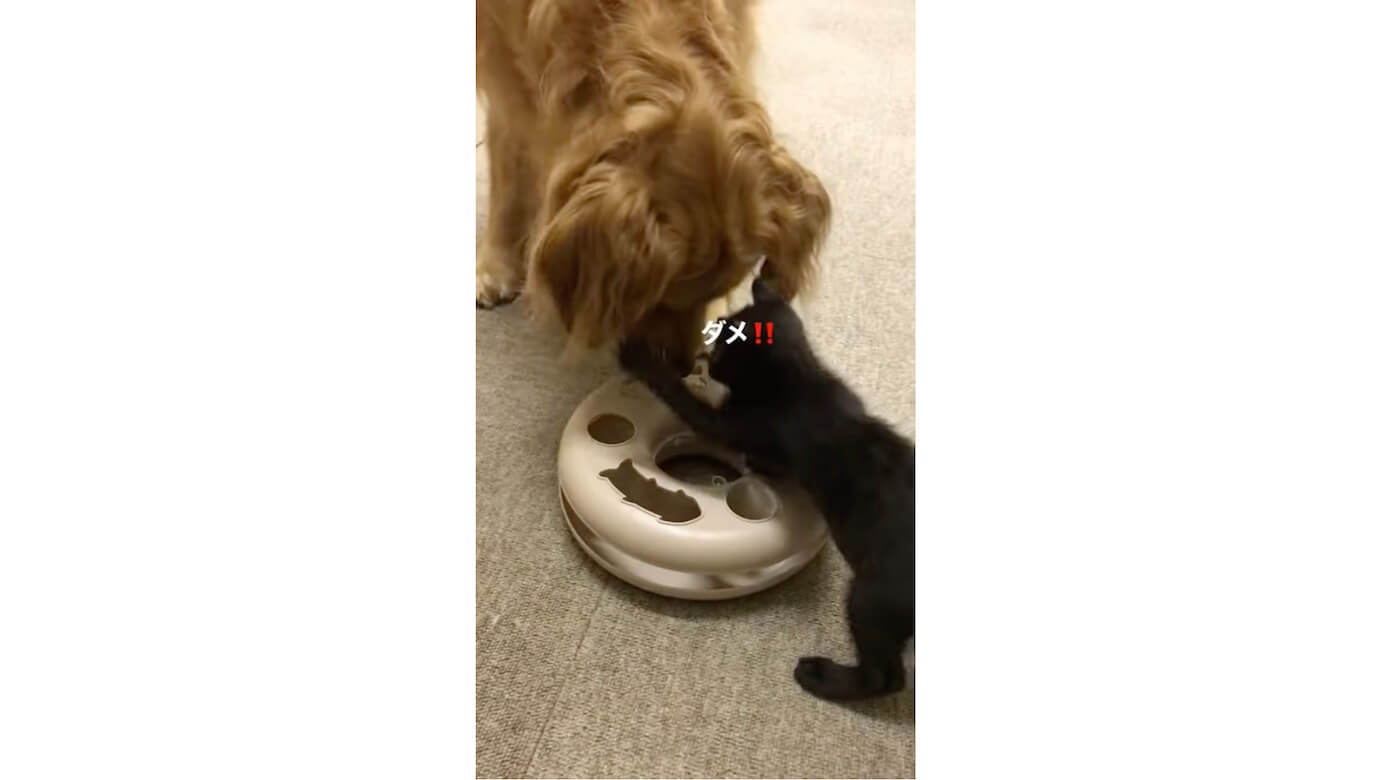 ゴールデンレトリーバー,動画