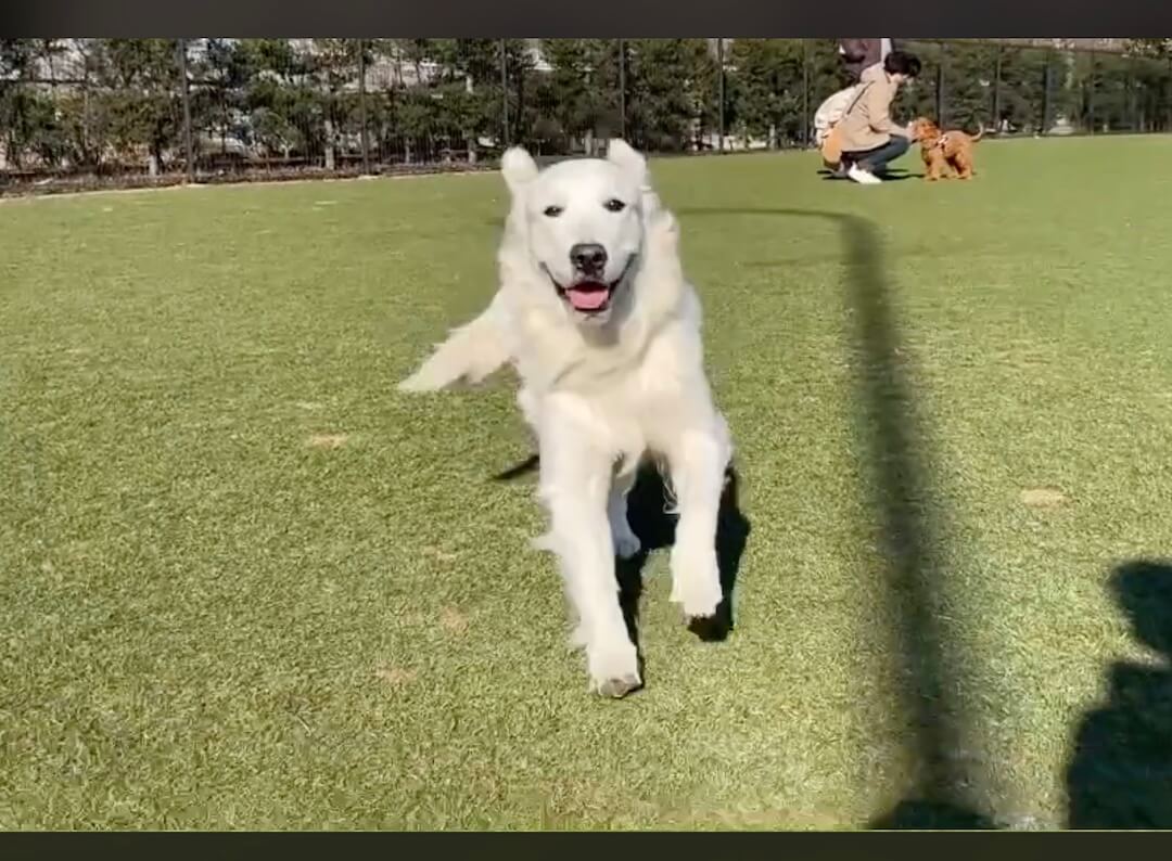 ゴールデンレトリーバー,動画