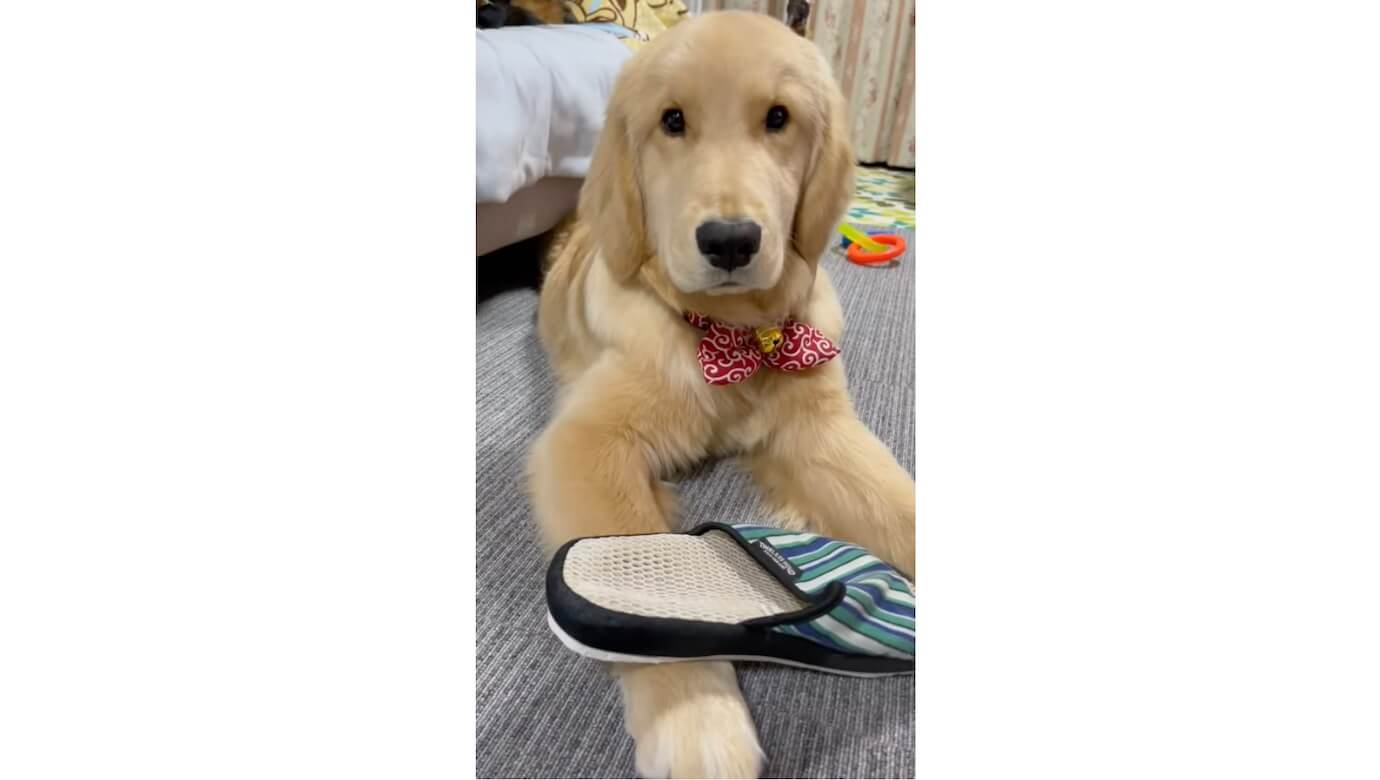 ゴールデンレトリーバー,動画