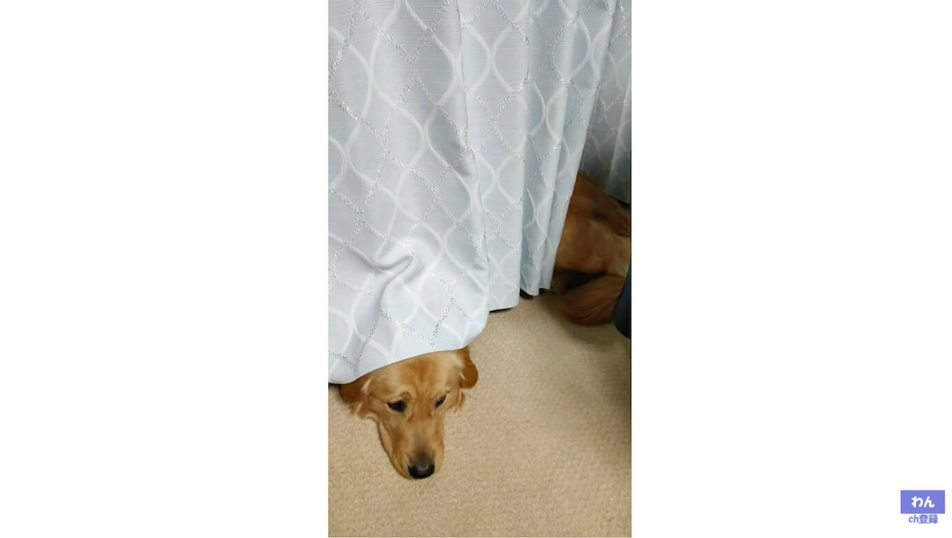 ゴールデンレトリーバー,動画