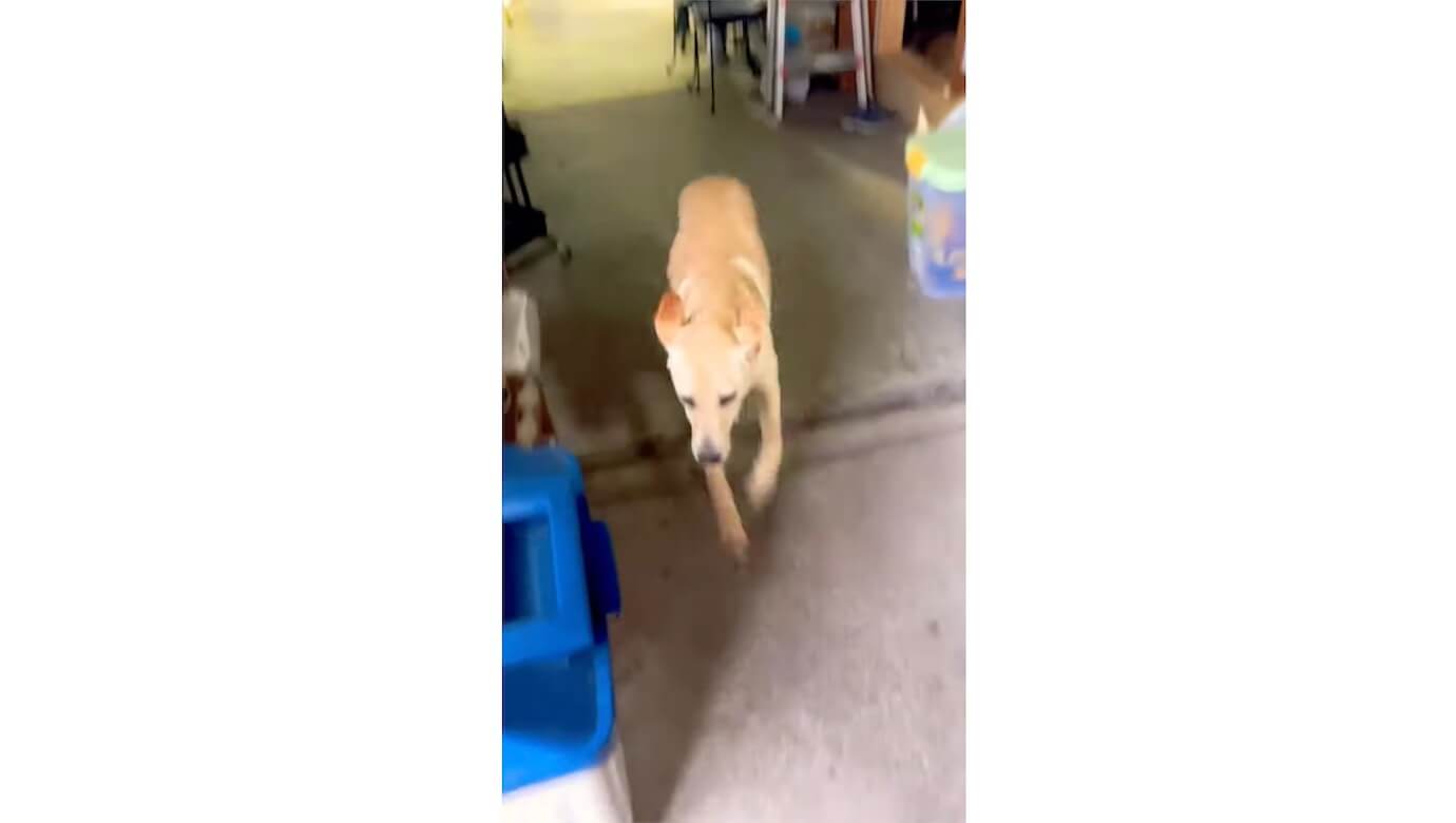 ラブラドールレトリーバー,動画