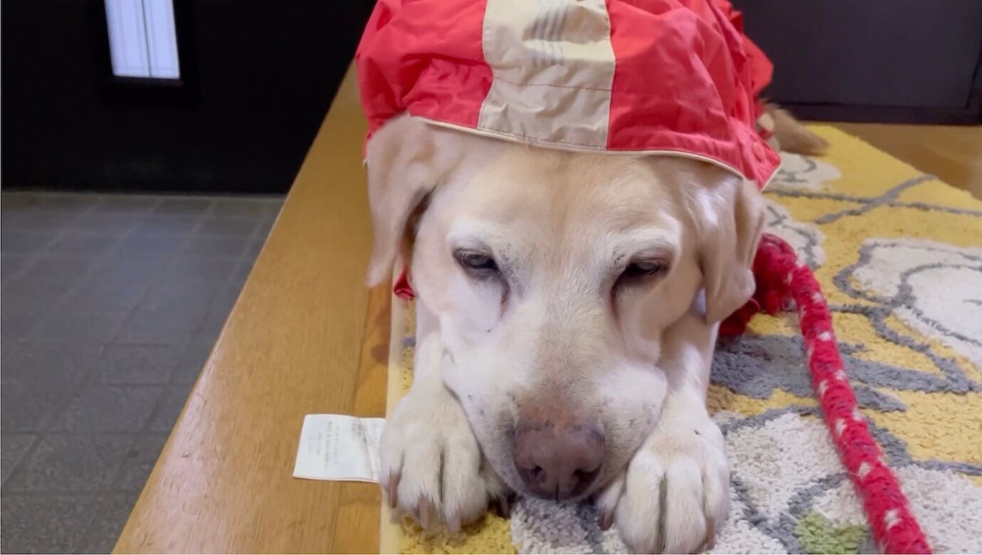 ラブラドールレトリーバー,動画