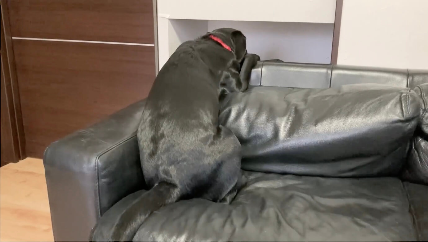 ラブラドールレトリーバー,動画