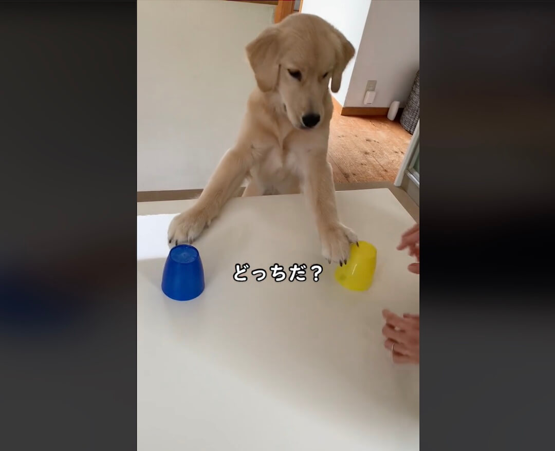 ゴールデンレトリーバー,動画