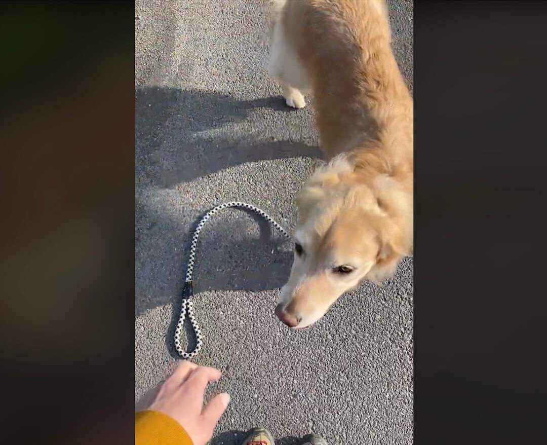 ゴールデンレトリーバー,動画