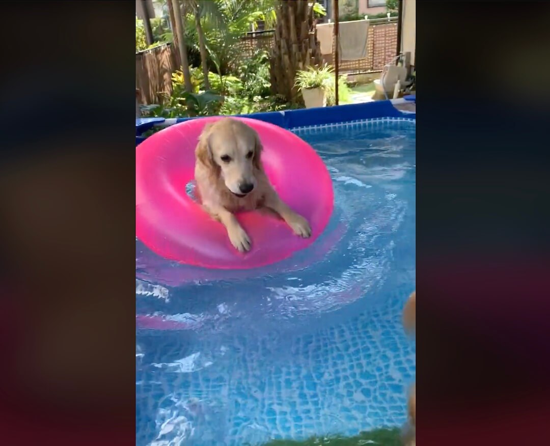 ゴールデンレトリーバー,動画