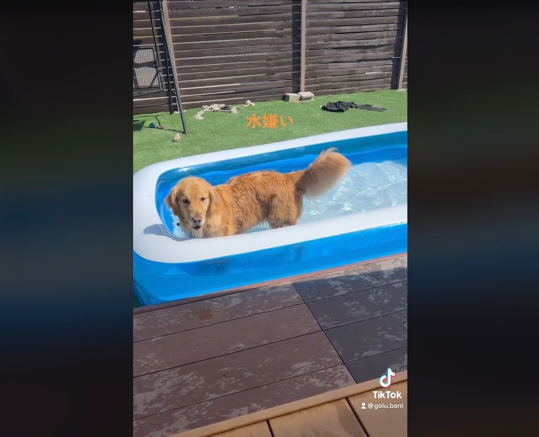 ゴールデンレトリーバー,動画