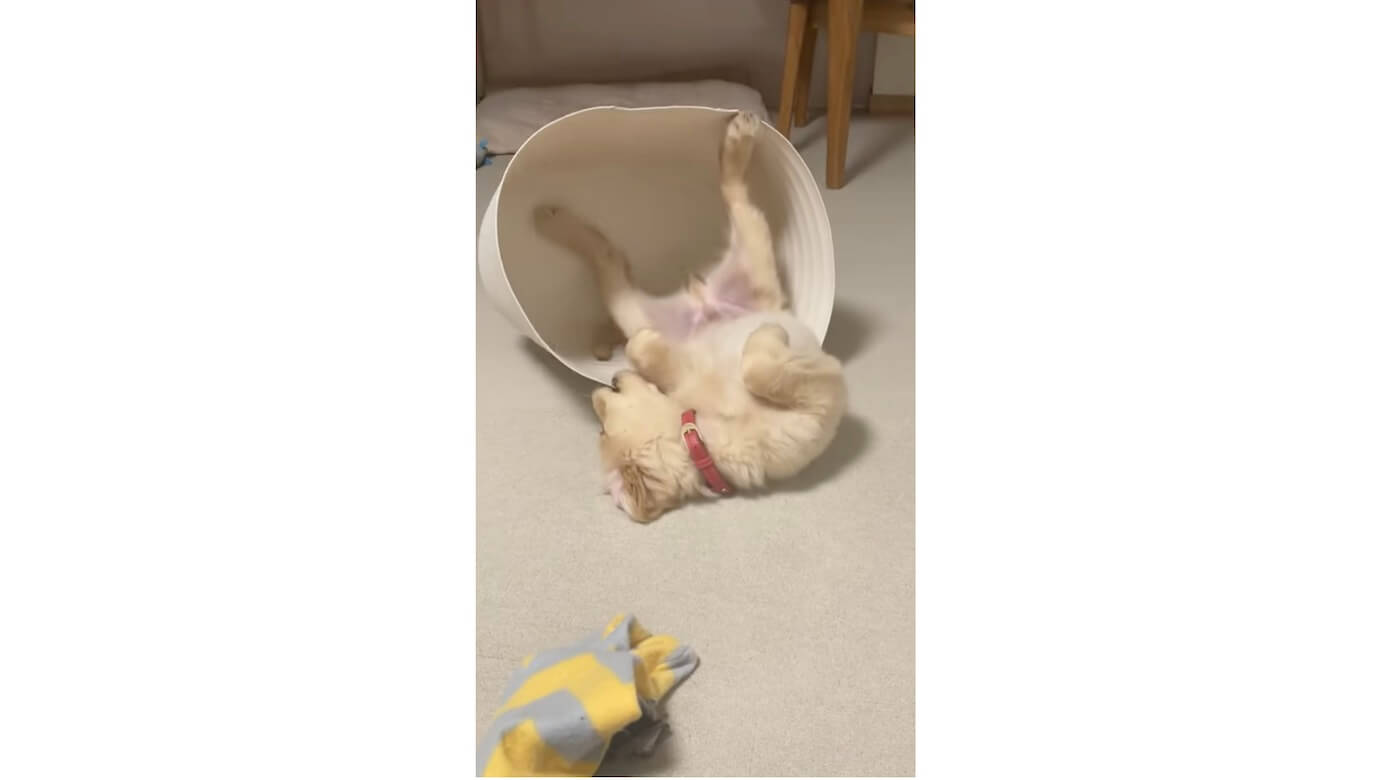 ゴールデンレトリーバー,動画