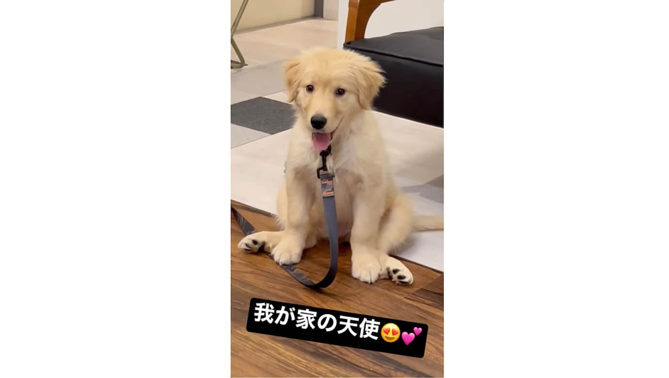 ゴールデンレトリーバー,動画