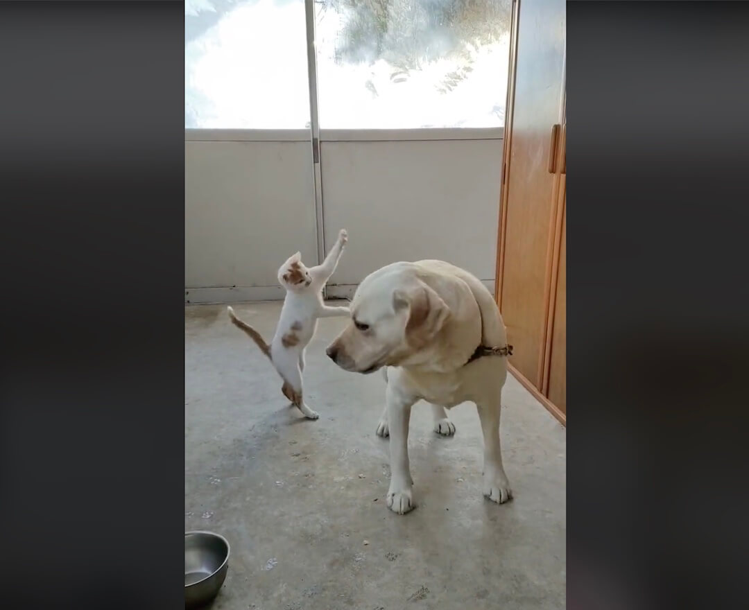 ラブラドールレトリーバー,動画