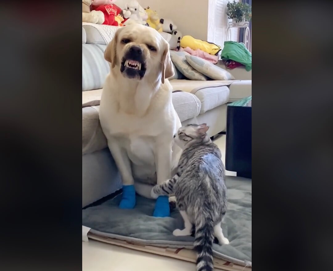 ラブラドールレトリーバー,動画