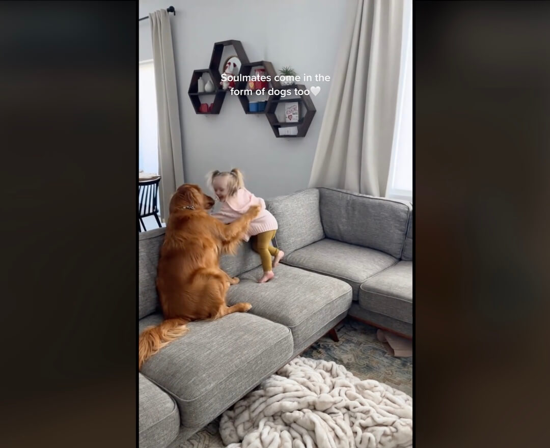 ゴールデンレトリーバー,動画