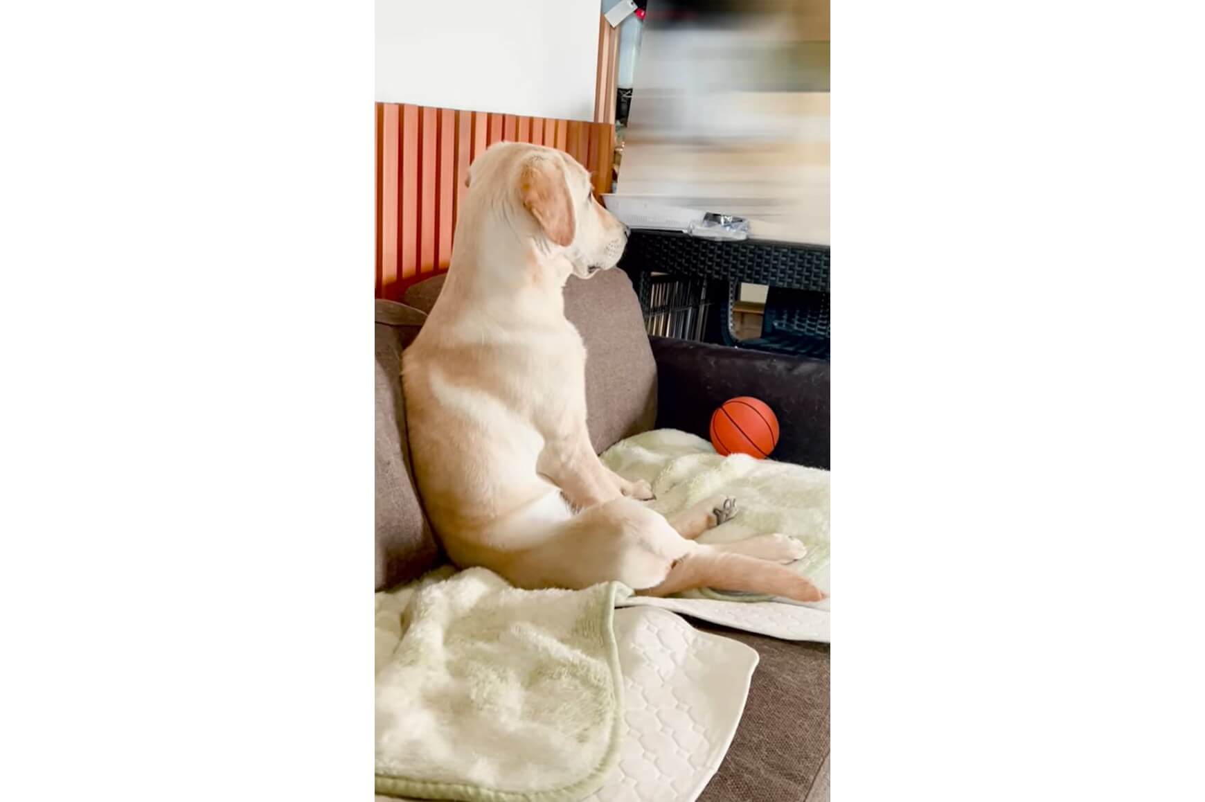 ラブラドールレトリーバー,動画