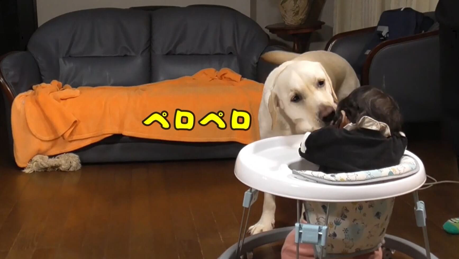 ラブラドールレトリーバー,動画