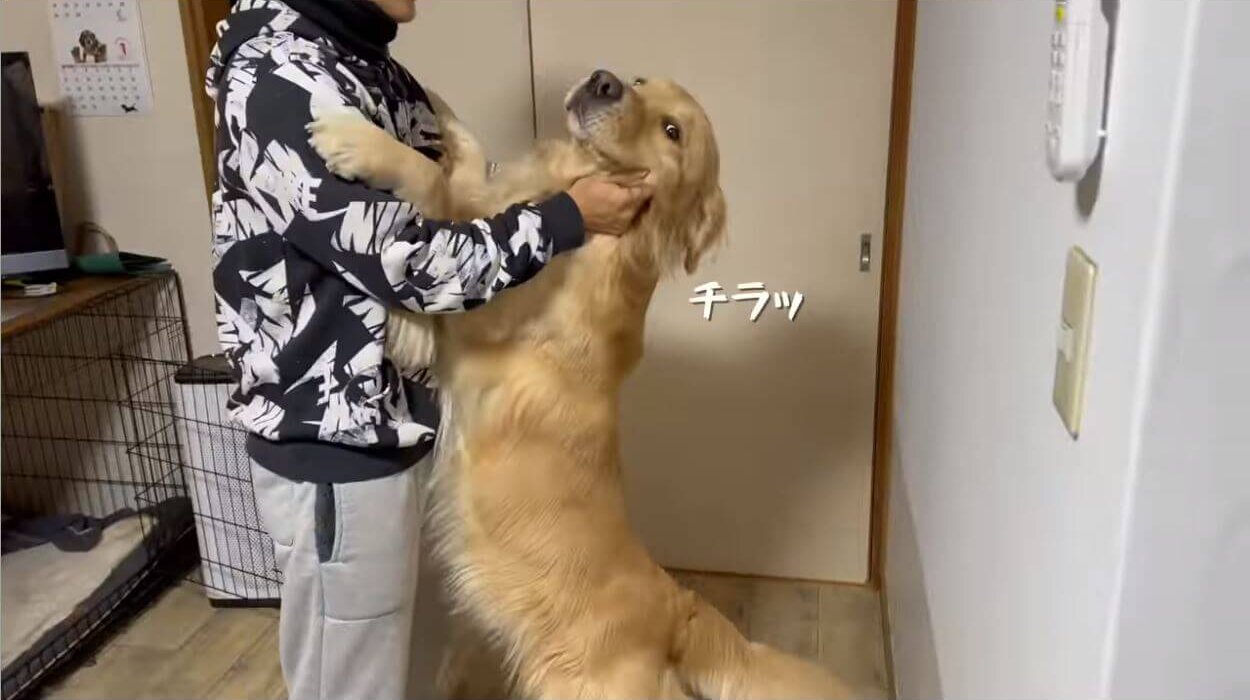 ゴールデンレトリーバー,動画