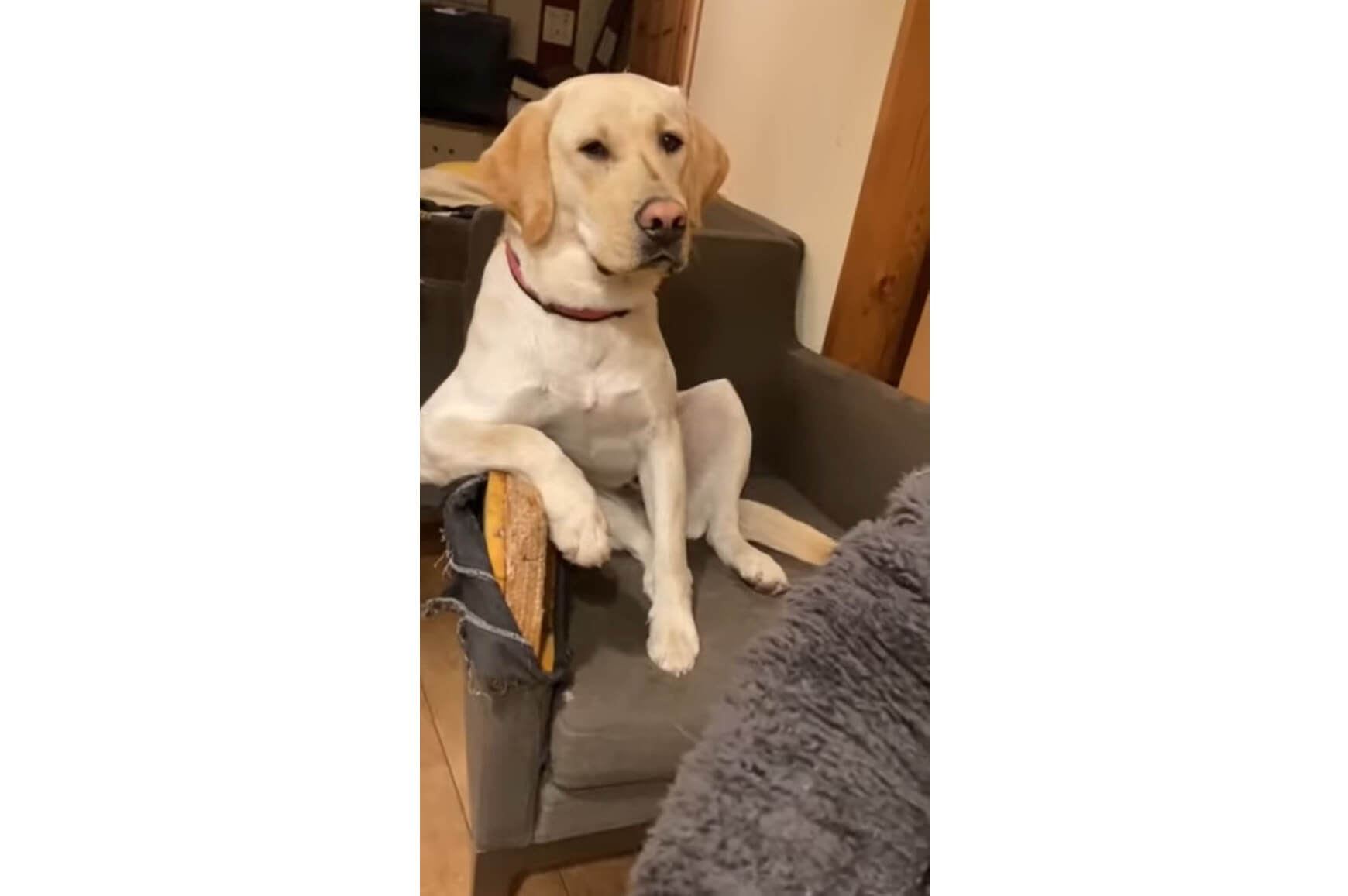 ラブラドールレトリーバー,動画