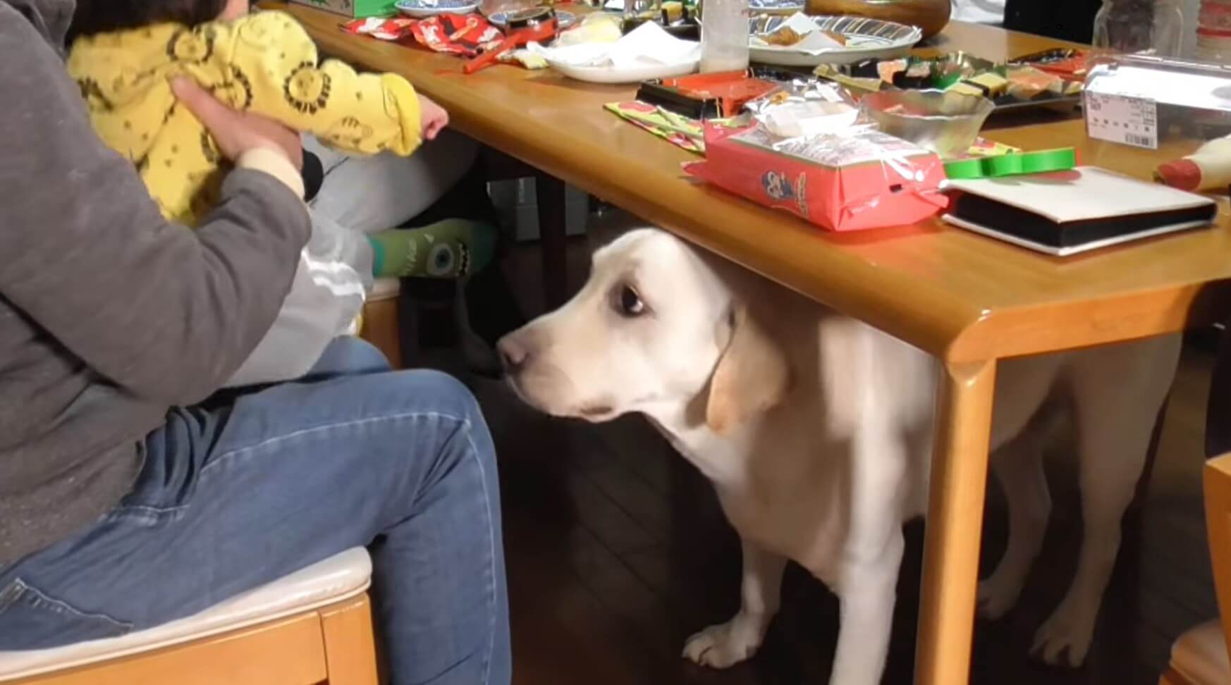 ラブラドールレトリーバー,動画