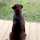 「まだかな…」大好きなパパの帰宅を待つラブラドール。健気な後ろ姿が愛おしすぎた【動画】