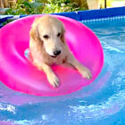 （スイー…）泳ぎが苦手なゴールデンが浮き輪を使って上手に遊んでた。これは可愛すぎる【動画】