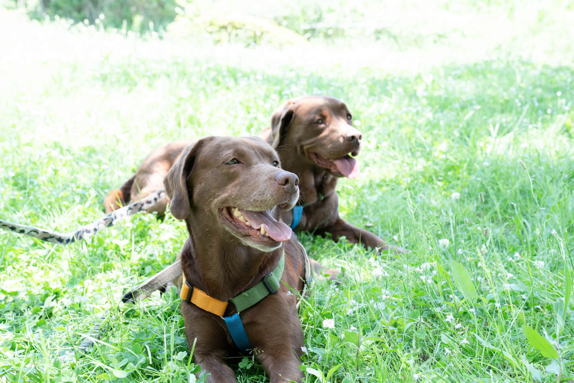 レトリーバー,取材