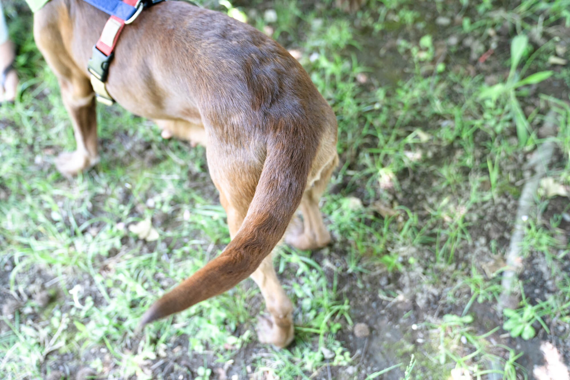 レトリーバー,取材