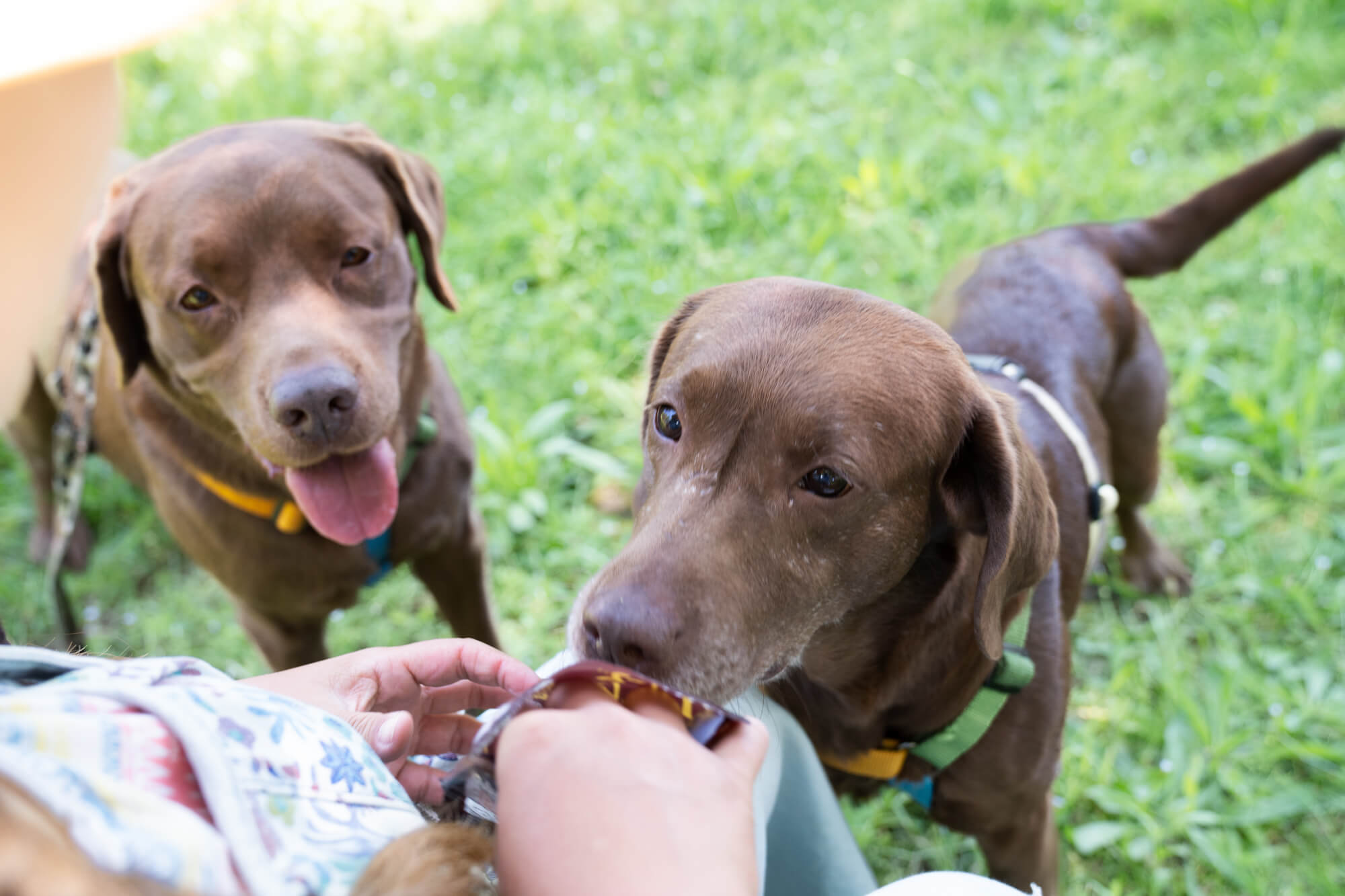 レトリーバー,取材