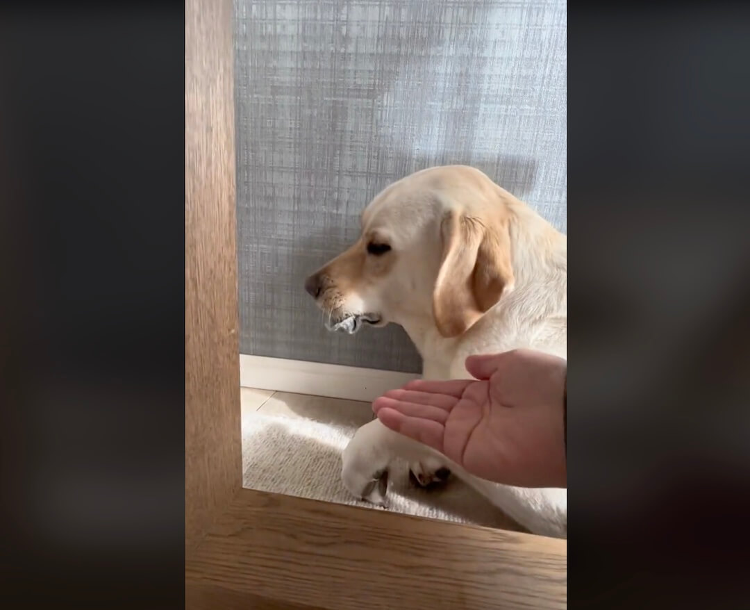 ラブラドールレトリーバー,動画