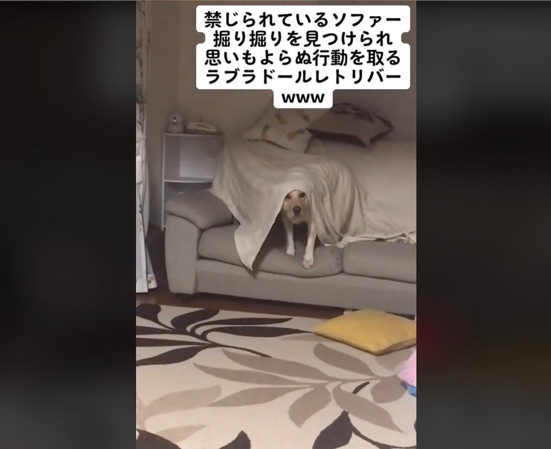 ラブラドールレトリーバー,動画