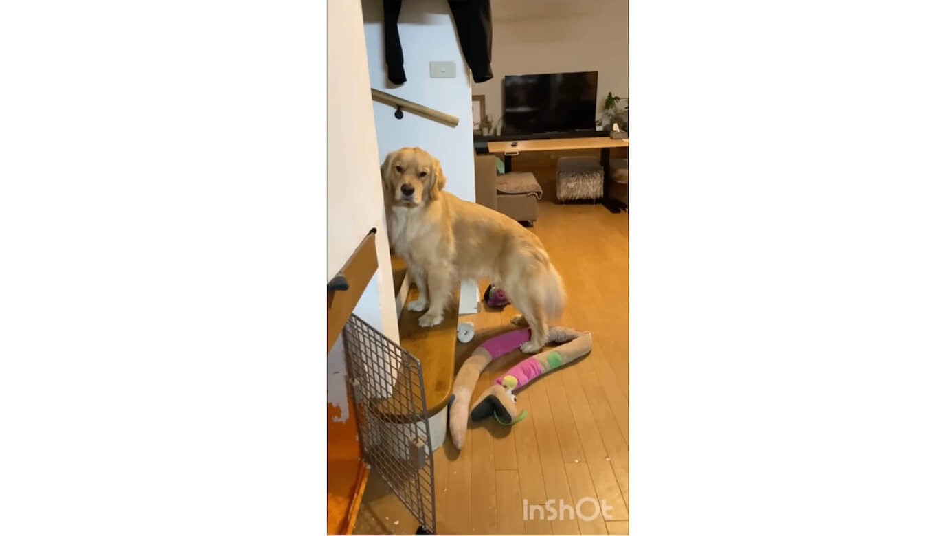 ゴールデンレトリーバー,動画