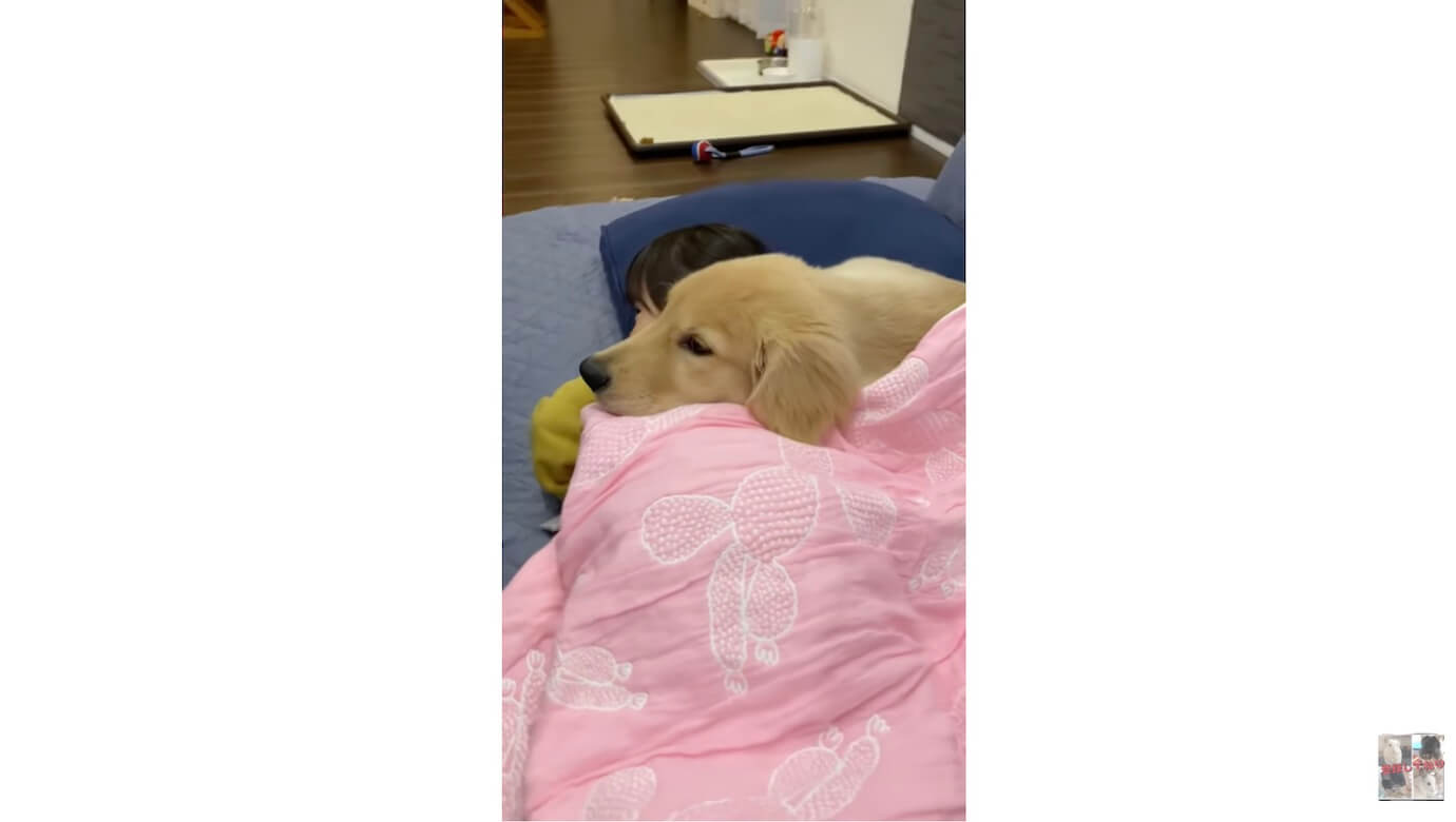 ゴールデンレトリーバー,動画