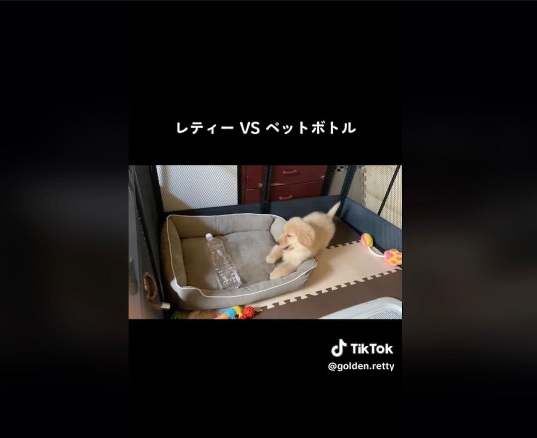 ゴールデンレトリーバー,動画