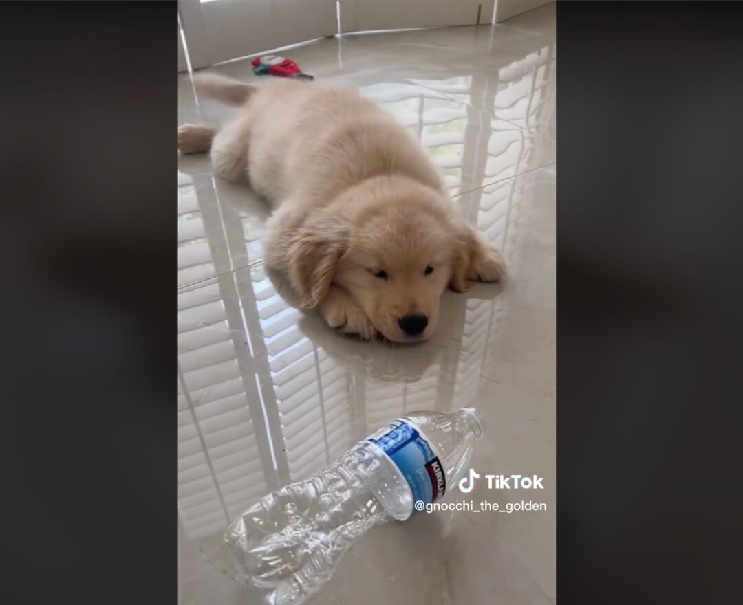 ゴールデンレトリーバー,動画