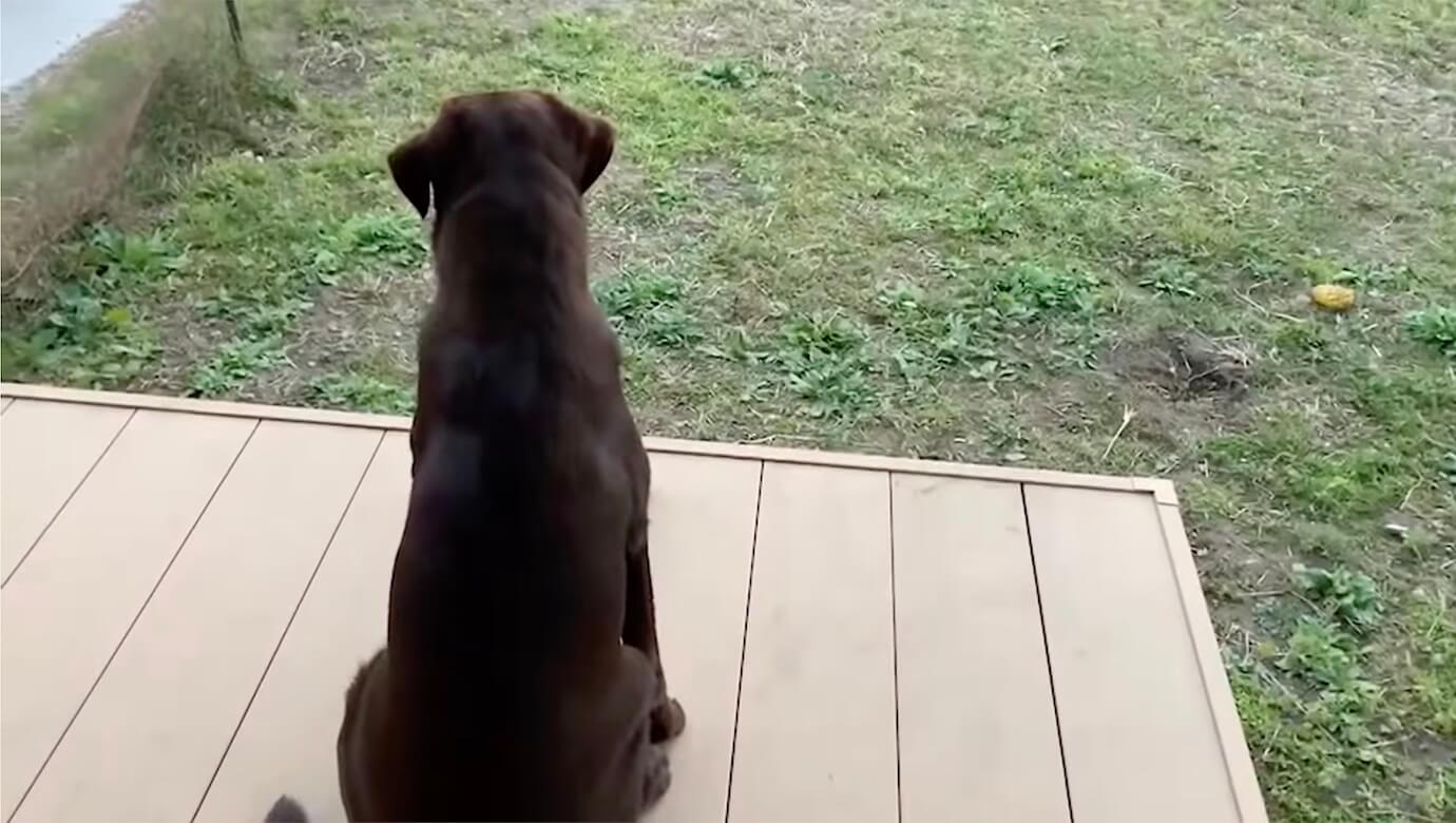 ラブラドールレトリーバー,動画