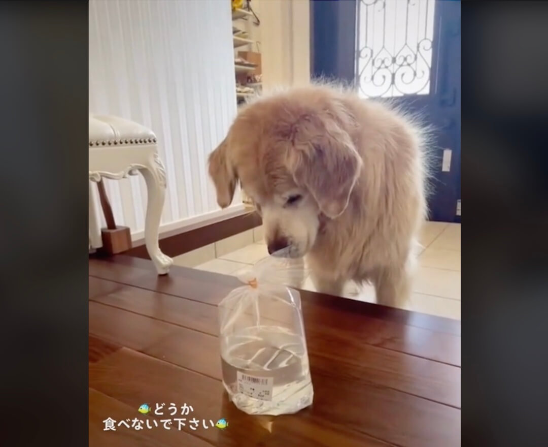 ゴールデンレトリーバー,動画