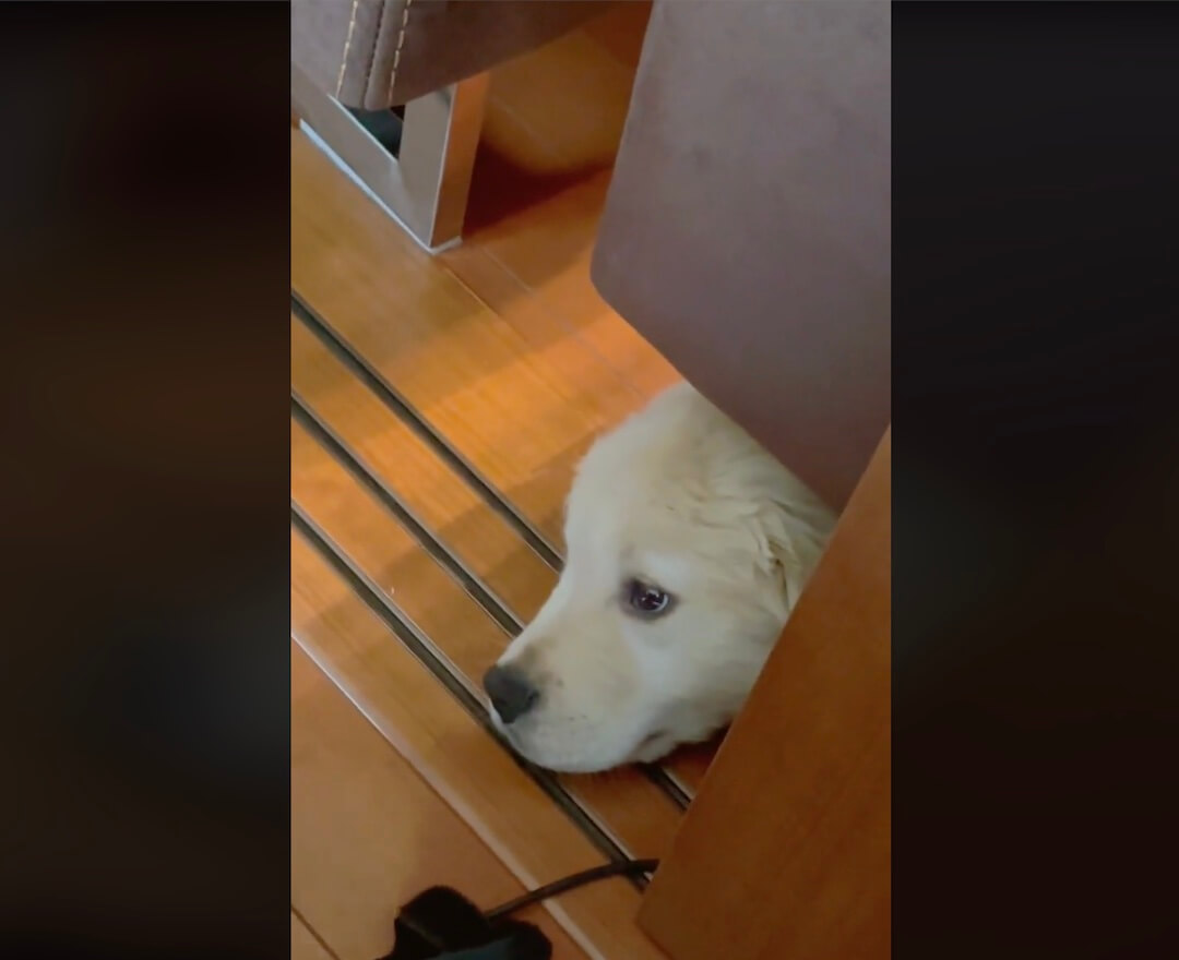 ゴールデンレトリーバー,動画