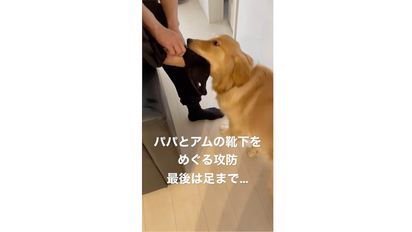 ゴールデンレトリーバー,動画