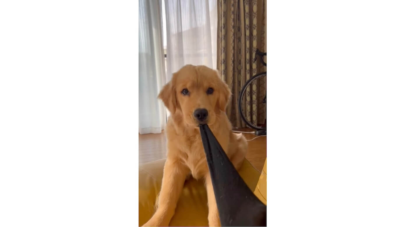 ゴールデンレトリーバー,動画