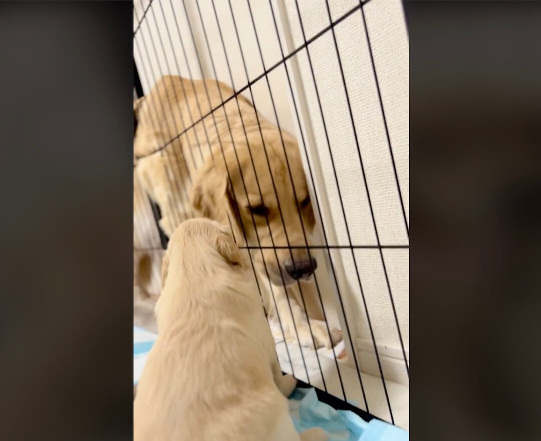 ゴールデンレトリーバー,動画