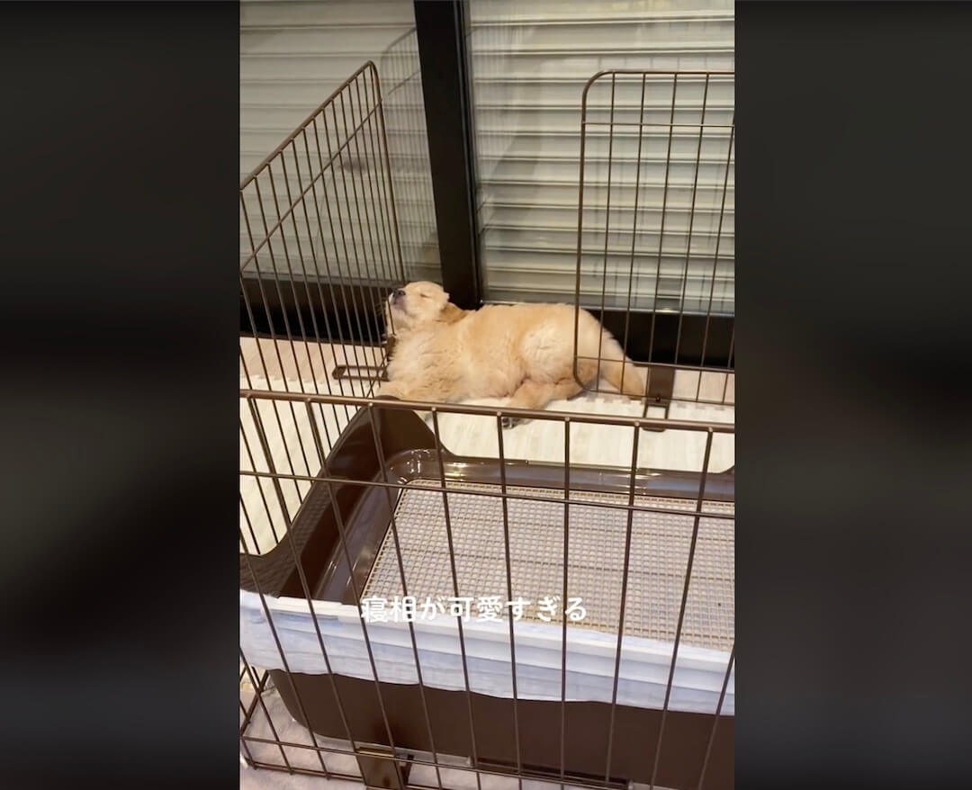 ゴールデンレトリーバー,動画