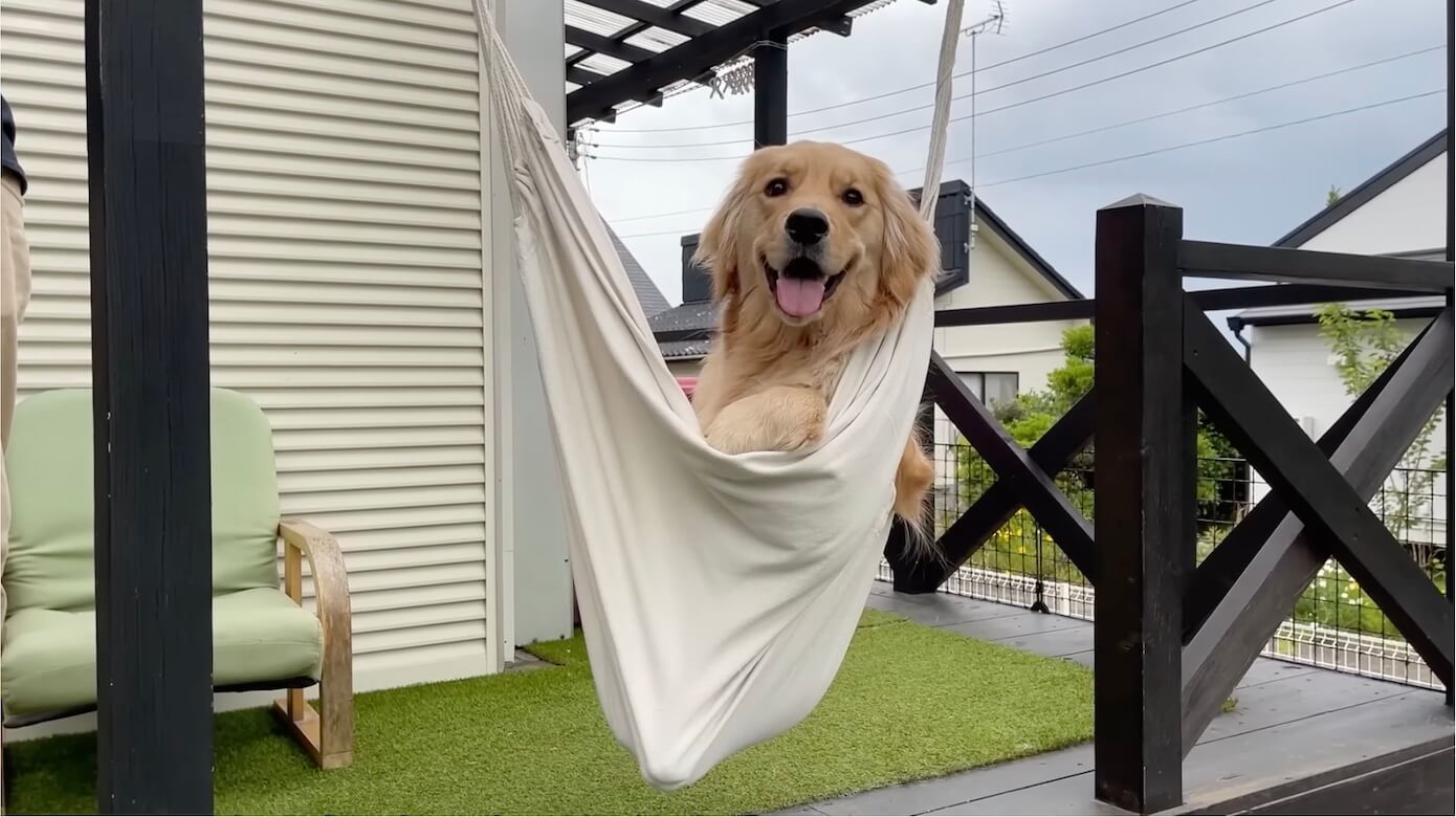 ゴールデンレトリーバー,動画